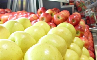 امروز سیب زرد اورمیه 7هزارو 500تومان اعلام شد